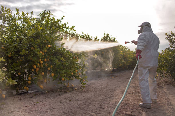 Best Local Pest Control Services  in Lovington, NM