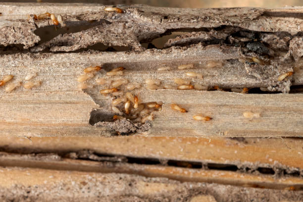 Best Local Pest Control Services  in Lovington, NM