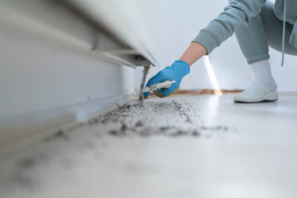 Wasp Removal Services in Lovington, NM